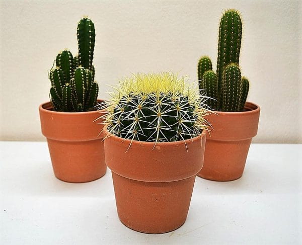 Plantas cactus