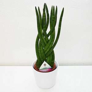 plante-sansieviera-cylindrica-trenzada