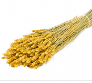 trigo seco amarillo
