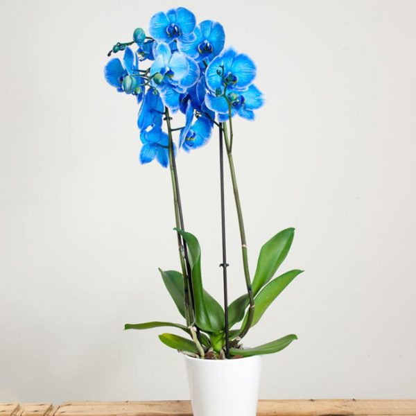 orchidee bleue